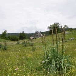 Original Kundalini Yoga (Kursort Montenegro )